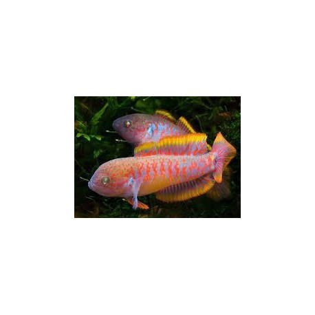 Tateurndina ocellicauda
