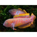 Tateurndina ocellicauda