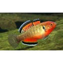 Hypseleotris Compressa. Gobio imperio