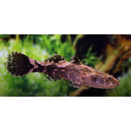 Oxyeleotris Marmorata.Gobio de mármol
