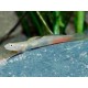 Lentipes Ikeae
