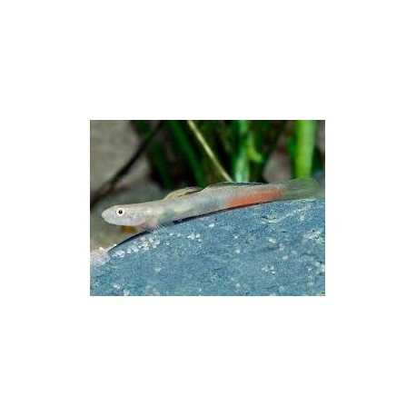 Lentipes Ikeae