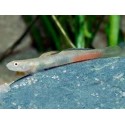 Lentipes Ikeae