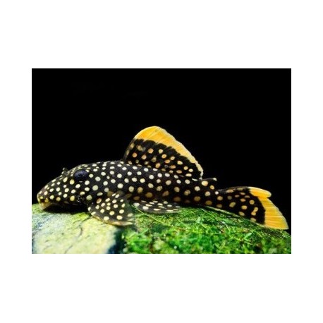 L018 Baryancistrus. Pepita de oro. Golden nugget