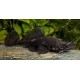 L034 Ancistrus Ranunculus. Pleco medusa