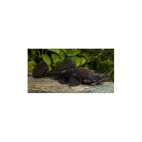 L034 Ancistrus Ranunculus. Pleco medusa