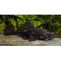 L034 Ancistrus Ranunculus. Pleco medusa