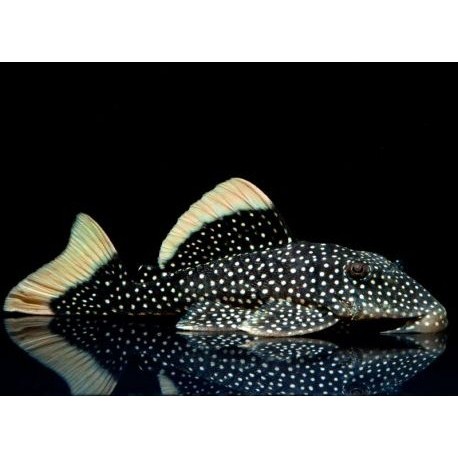 L081 Baryancistrus Xanthellus. pepita de oro