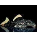 L081 Baryancistrus Xanthellus. pepita de oro