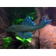 L128 hemiancistrus blue phantom
