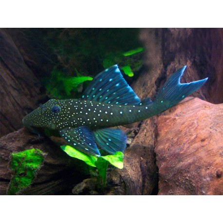 L128 hemiancistrus blue phantom