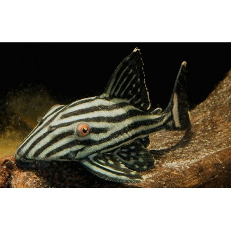 L191 Panaque Nigrolineatus