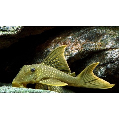 L200 Baryancistrus Demantoides