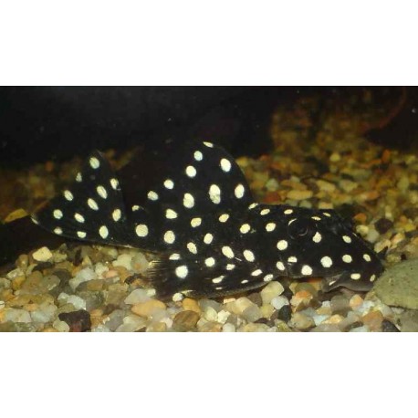L201 Hypancistrus inspector Snowball