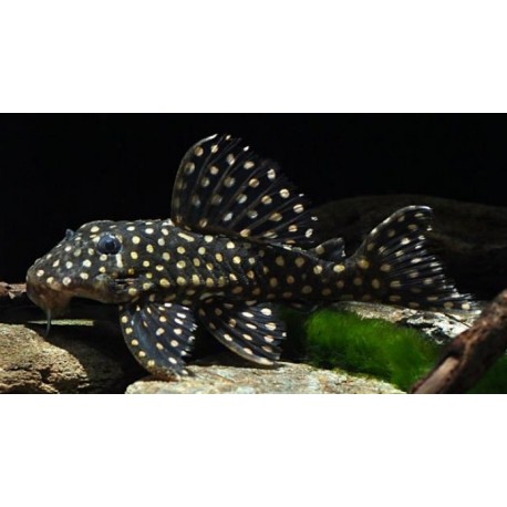 L201 Hypancistrus Contradens