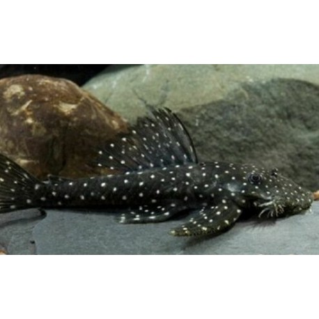 L235 Pseudolithoxus Anthrax