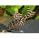 L333 Hypancistrus King tiger White Line