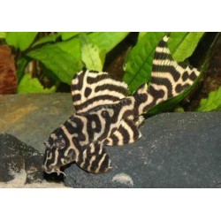 L333 Hypancistrus King tiger White Line