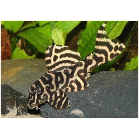 L333 Hypancistrus King tiger White Line