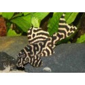 L333 Hypancistrus King tiger White Line