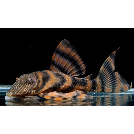L397 Panoqolus Alenquer Tiger Pleco