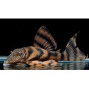 L397 Panoqolus Alenquer Tiger Pleco