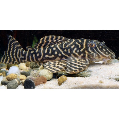 L401 Hypancistrus Gold line