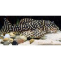 L401 Hypancistrus Gold line