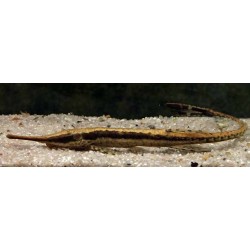 Farlowella Acus