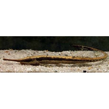 Farlowella Acus