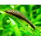 Otocinclus Affinis