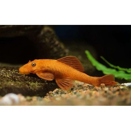 Ancistrus Super Red