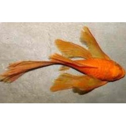 Ancistrus super red velo