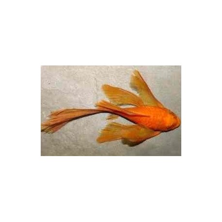 Ancistrus super red velo