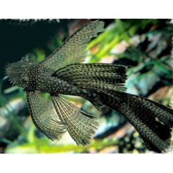 Ancistrus Negro Velo