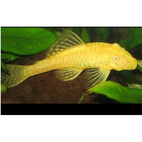 Ancistrus Oro