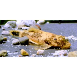 LDA16 Ancistrus lava