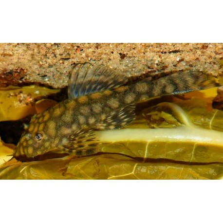 Ancistrus Sp Colombia