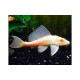Pterygoplichtys gibbiceps. Pleco Mariposa Albino