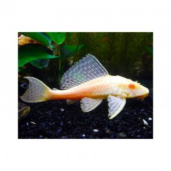 Pterygoplichtys gibbiceps. Pleco Mariposa Albino