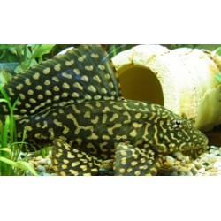 Pterygoplichthys joselimaianus. Pleco Mariposa