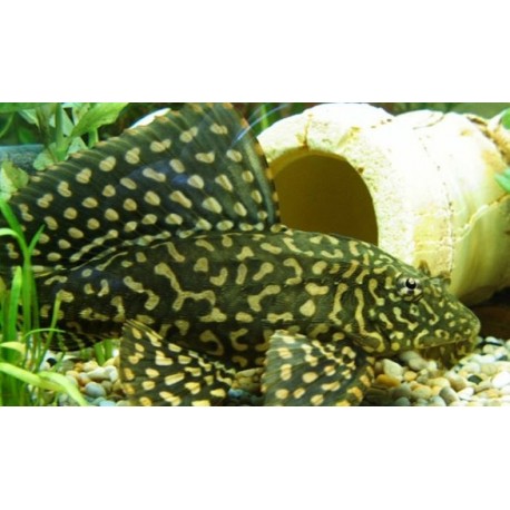 Pterygoplichthys joselimaianus. Pleco Mariposa
