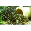 Pterygoplichthys joselimaianus. Pleco Mariposa