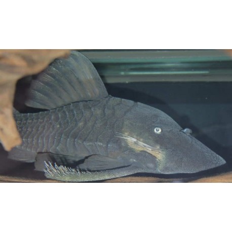 Panaque cochliodon basilisco bruno