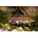 Enteromius fasciolatus. Barbo rayado Africano