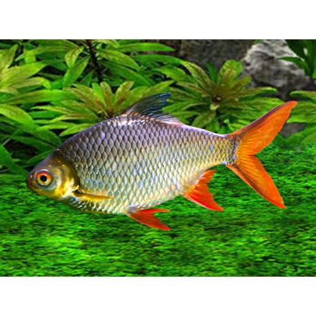 Barbonymus Altus. Red tailed Tinfoil