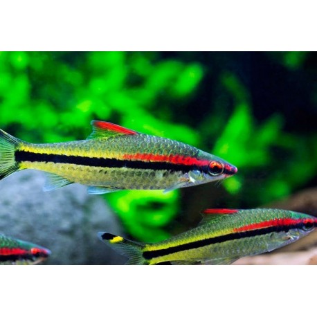 Barbo Denisonii. Torpedo