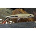 Hemiodopsis Gracilis. Barbo palo de golf