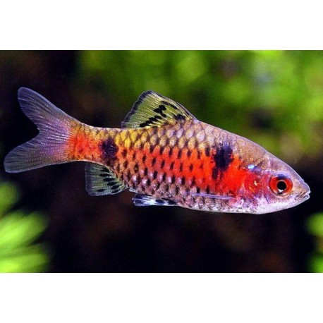 Pethia padamya. Barbo Odessa