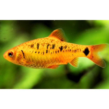 Puntius semifasciolatus. Barbo Oro